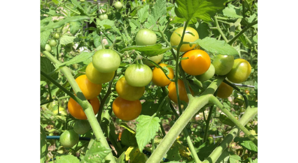 research paper on tomato plants